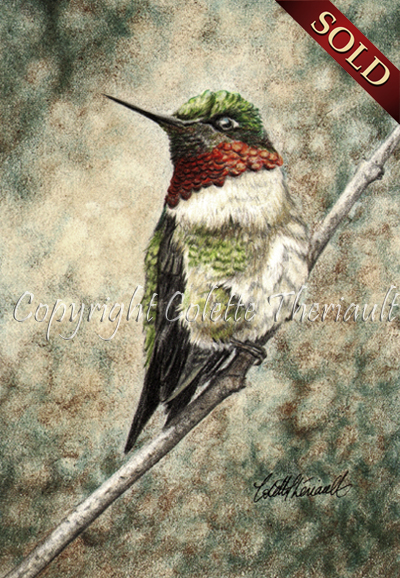ruby throated hummingbird drawing, paintings by Colette Theriault