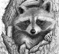 Wildlife Art Drawings