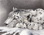 Asian Snow Leopard Drawing