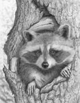 Raccoon Graphite Pencil Drawing