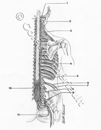 medical drawing artwork by Colette Theriault