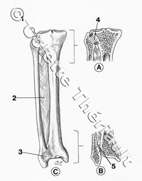 medical illustration artist Colette Theriault
