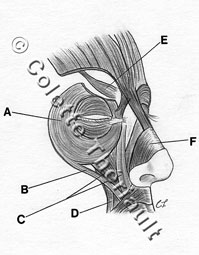 human medical illustration by Colette Theriault