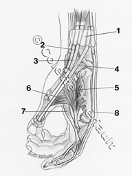 anatomy drawing by Colette Theriault