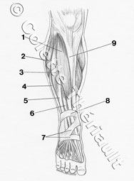 anatomical illustration artist Colette Theriault