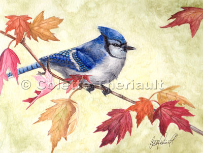 Blue Jay Bird Wildlife Painting