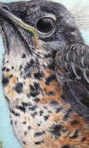 American Robin Fledgling Painting