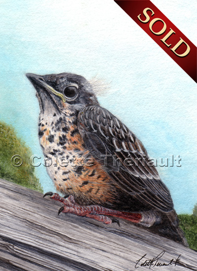 robin fledgling painting