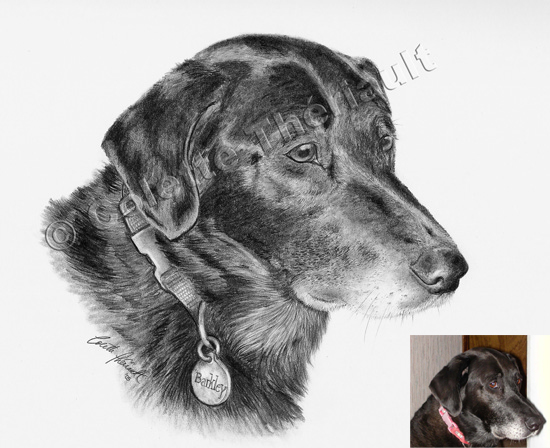Black Labrador Retriever Drawing-Pet Portraits
