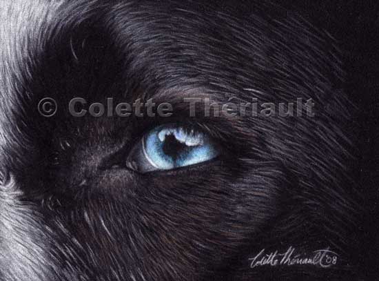 Dog eye close up  pastel painting-Pet Portraits