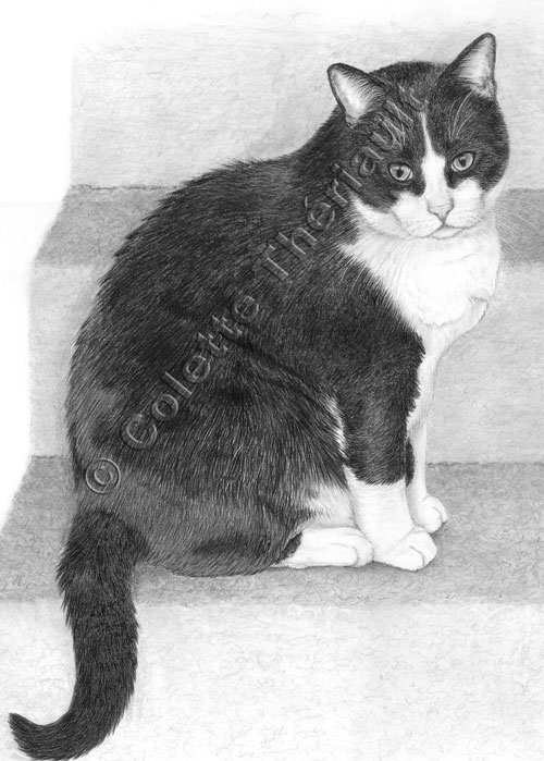 Tuxedo Cat Drawing-Pet Portraits