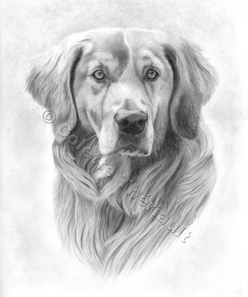 Golden Retriever Drawing-Pet Portraits