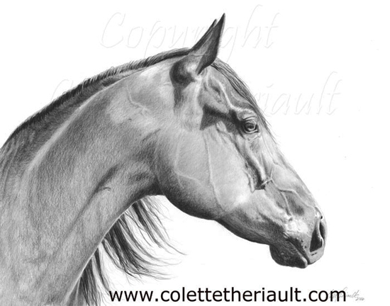 American Quarter Horse Portrait Drawing