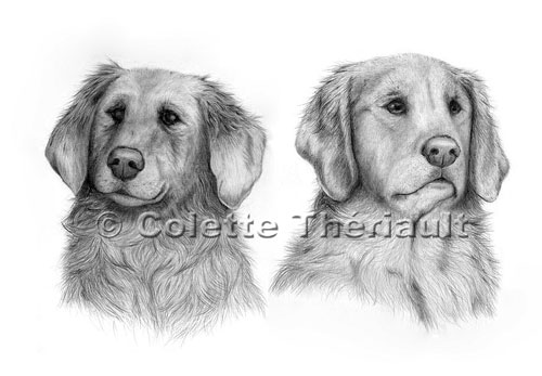 Yellow Labrador Retriever