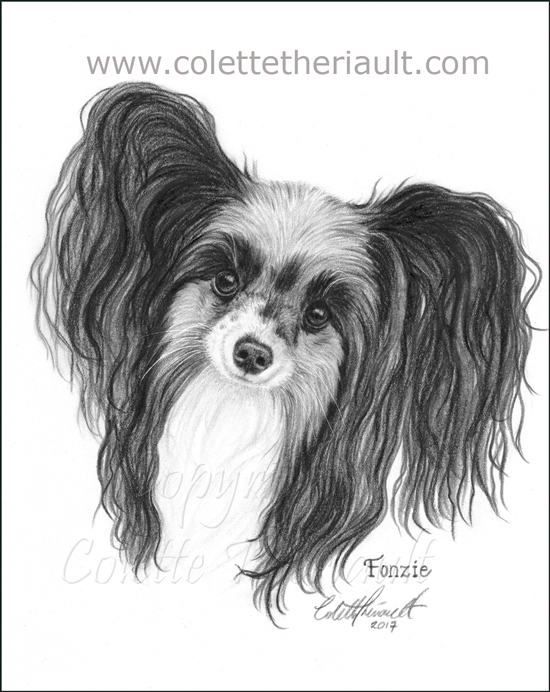 Papillon dog