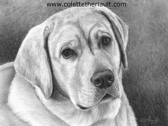 yellow Labrador retriever dog pencil drawing