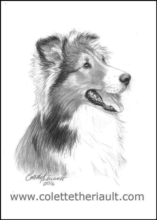 shetland sheepdog drawing