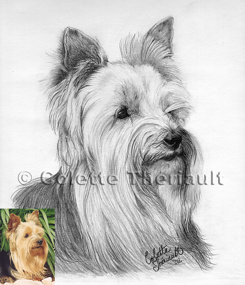 Dog Artwork Pet Portraits