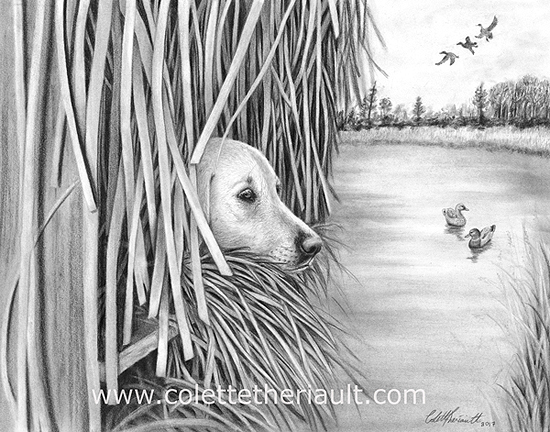 hunting Labrador retriever