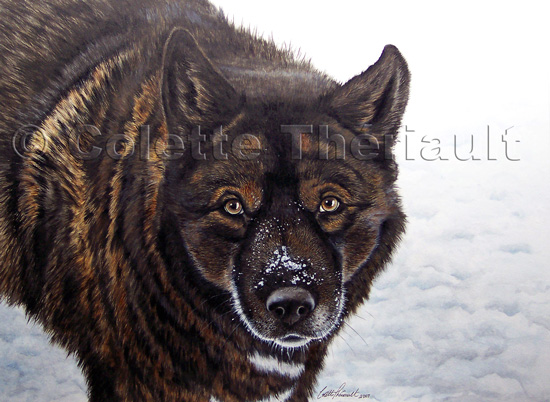German Shepherd Akita Dog Painting-Pet Portraits 