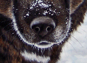 Detailed Pet Portraits