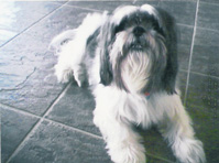 Shih Tzu Puppy Picture