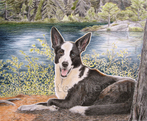 Pet Portraits-Husky/Border Collie/ German Shepherd  Mix