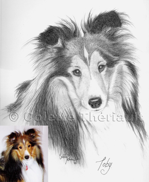 Shetland Sheepdog Pet Portrait