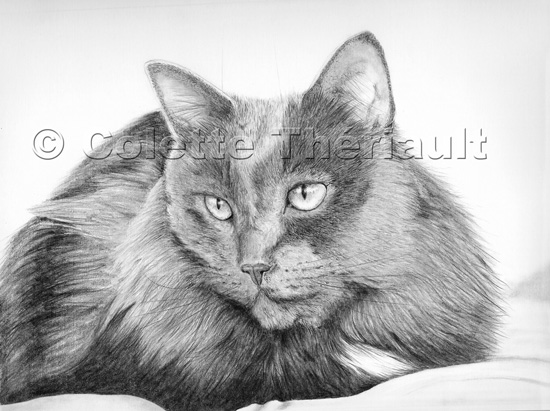 Russian Blue Cat Pet Portrait