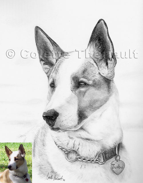 Mixed Breed Pet Portrait