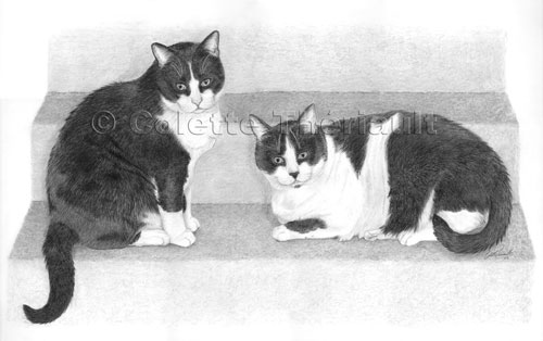 Tuxedo Cat Drawing-Pet Portraits