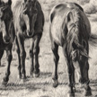 drawing of standardbred horses