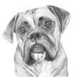 pet portrait of boxer dog in pencil