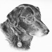 Black Lab Retriever Pet Portrait