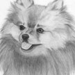 Pomeranian Pet Portrait
