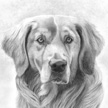 Golden Retriever Pet Portrait