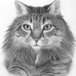 cat artwork from photograph