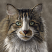 Maine Coon Cat