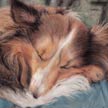 pet portrait of shetland sheepdog