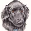 pet portrait flat coated retriever