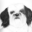 Shih Tzu Pet Portrait