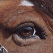 pastel painting of horse eye reflection