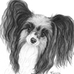 papillion dog