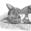 cat portrait drawing