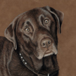 Chocolate lab