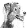 Shetland sheepdog portrait