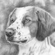 drawiing of brittany spaniel dog portrait