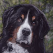 Pet Portrait Painting of Burnese Mountain dog