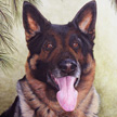 painting of german shepherd portrait