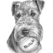 terrier portrait in pencil